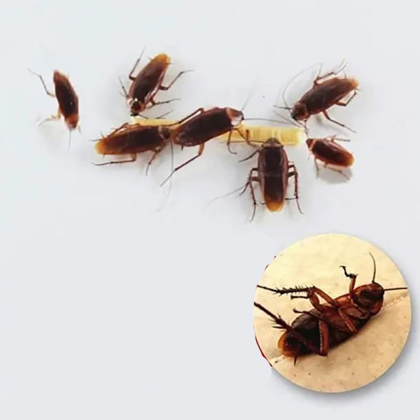 Гель от тараканов Roach Cockroach Gel для эффективной и безопасной борьбы с вредителями