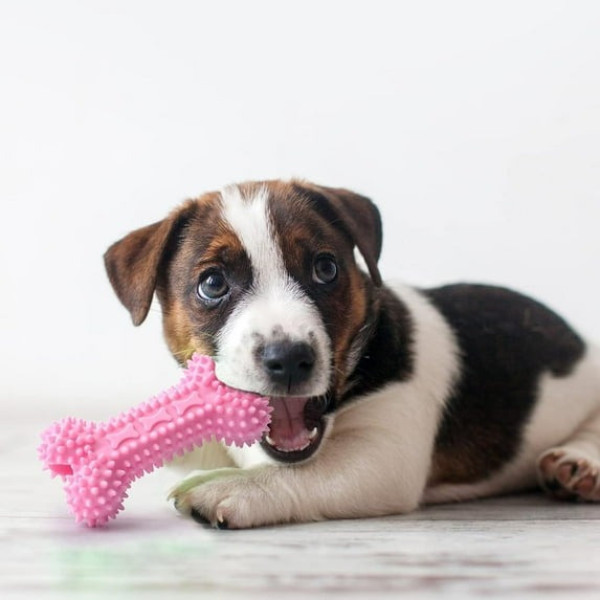Набор жевательных игрушек для собак 6 в 1 с веревками Pet Set, интерактивные игрушки для собак, набор для жевания и перетаскивания